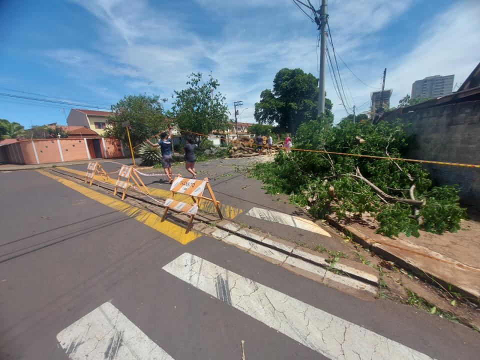 Foto 4 de 4 — Prefeitura retoma remoção de árvores caídas após temporal em Araraquara